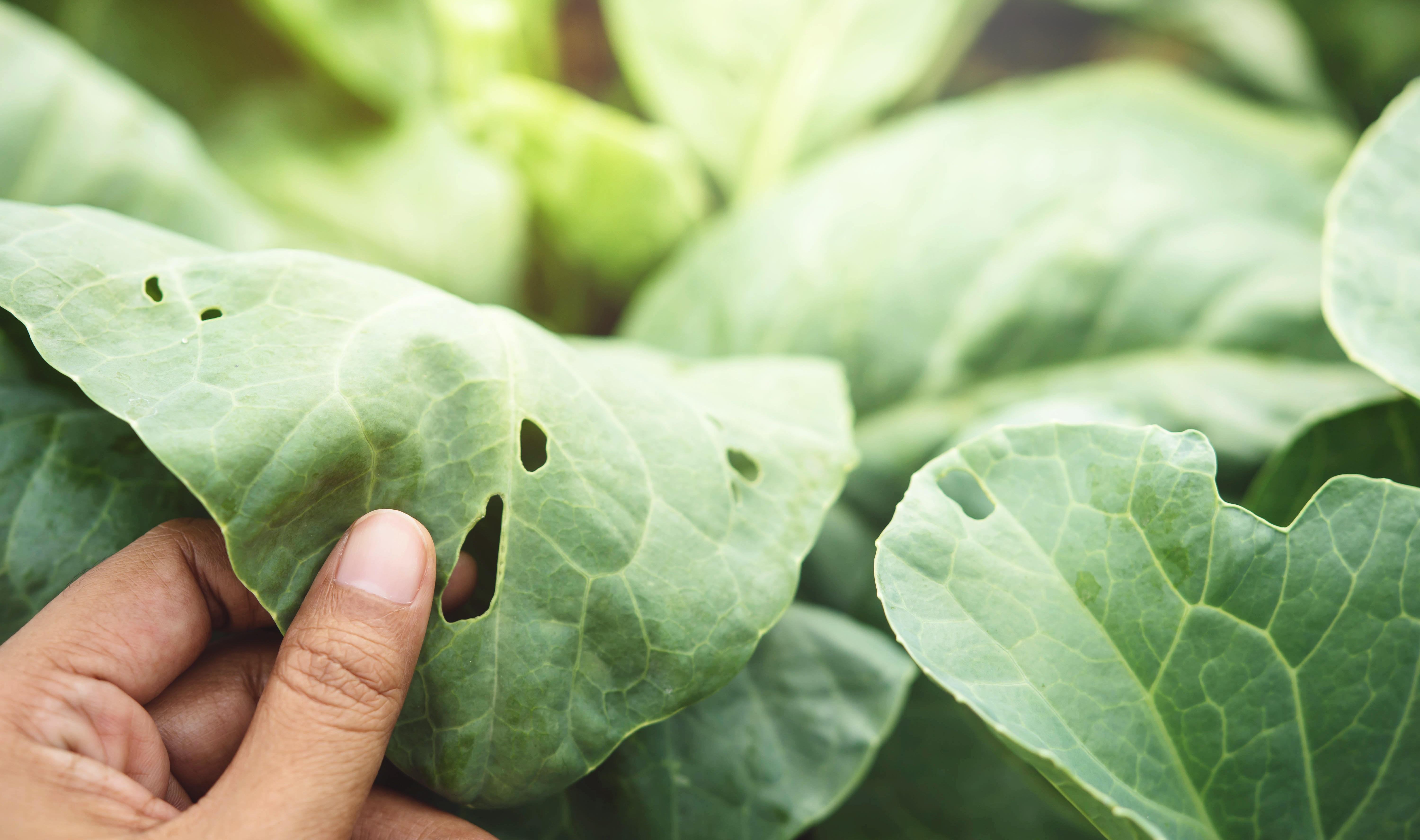 Preparation to Produce Biopesticide and/or Repellent for Controlling Plant Pathogens