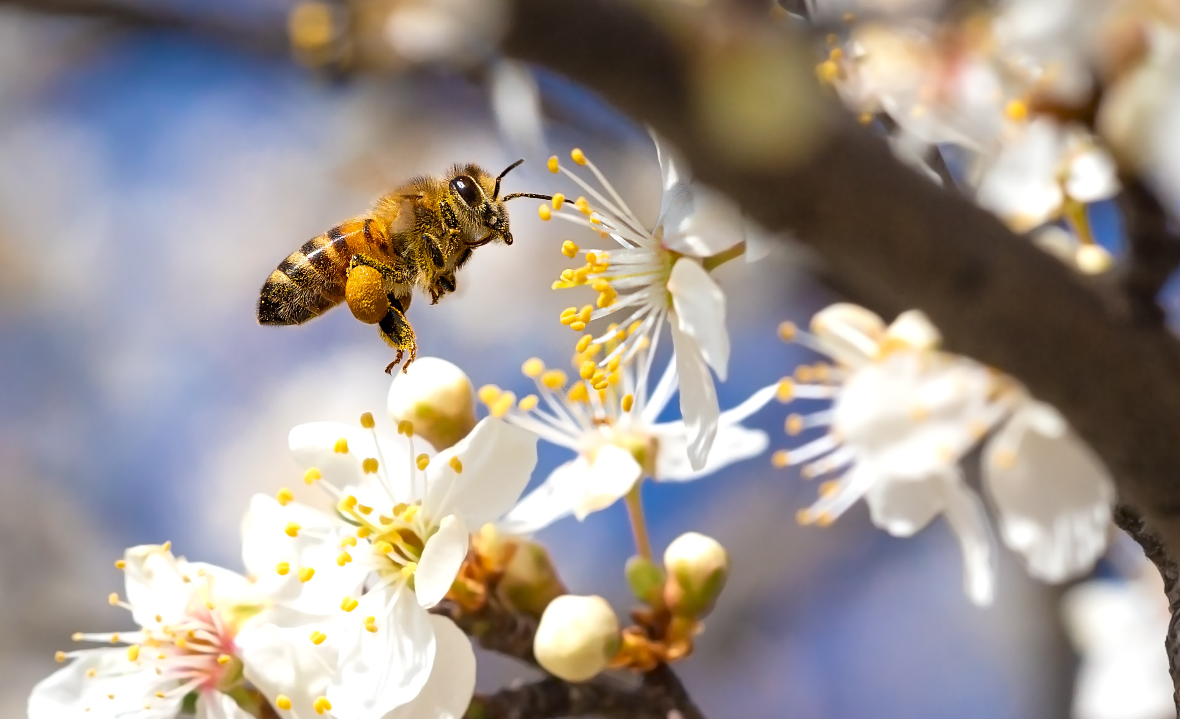 Non-lethal System for Surveying and/or Monitoring Animals and in Particular Flying Insects
