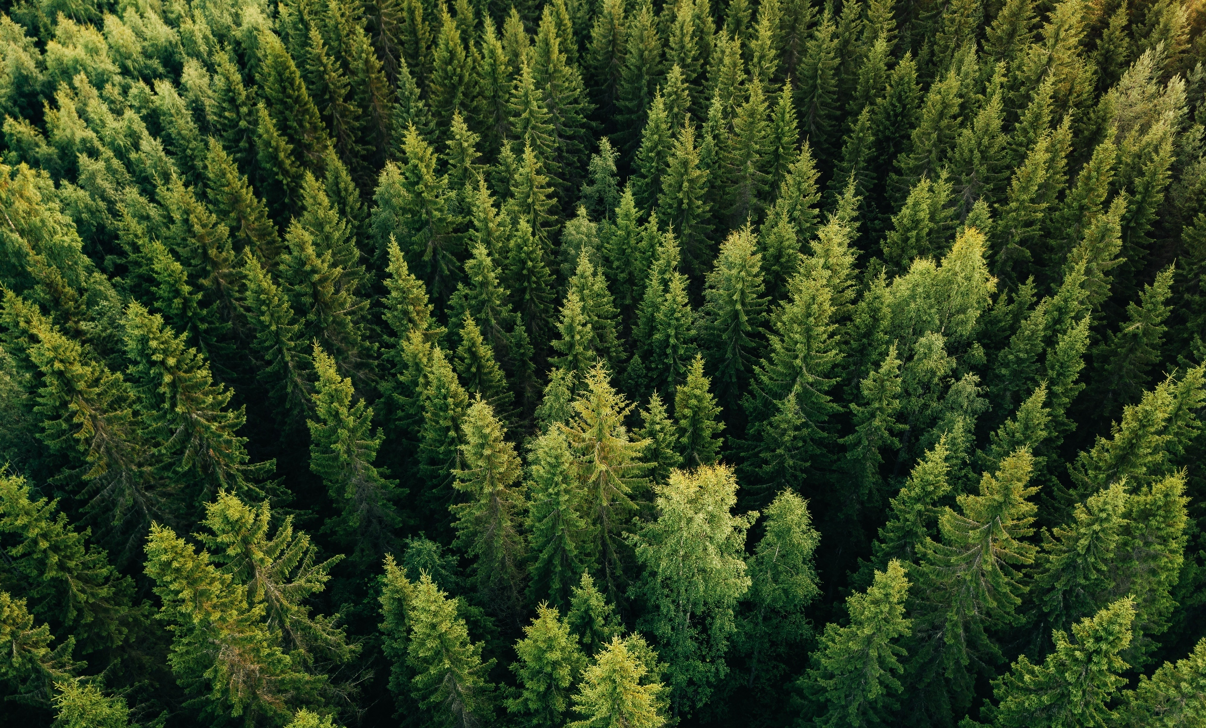 Multisilva: Forest Management