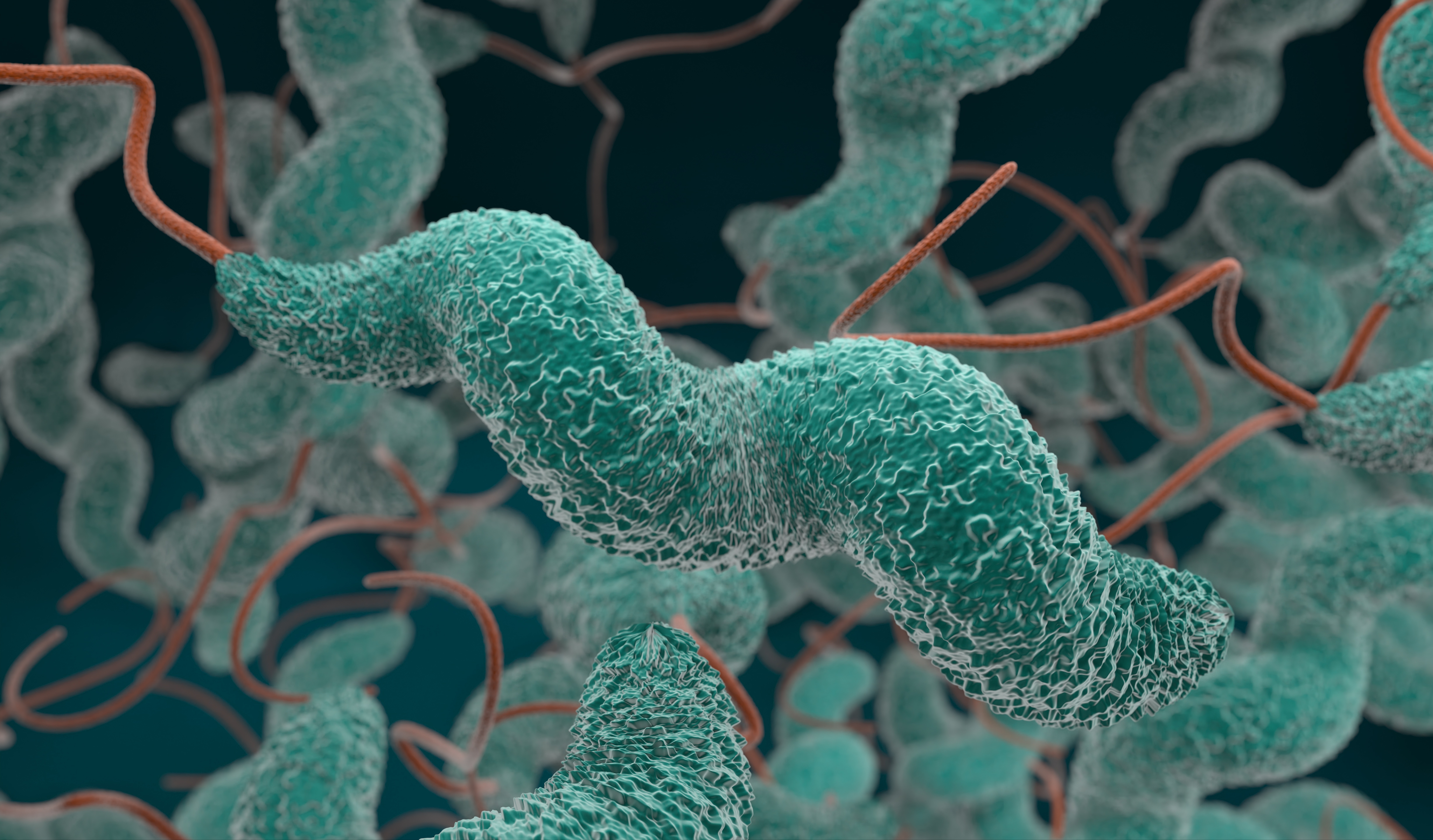 Campylobacter Living Collection