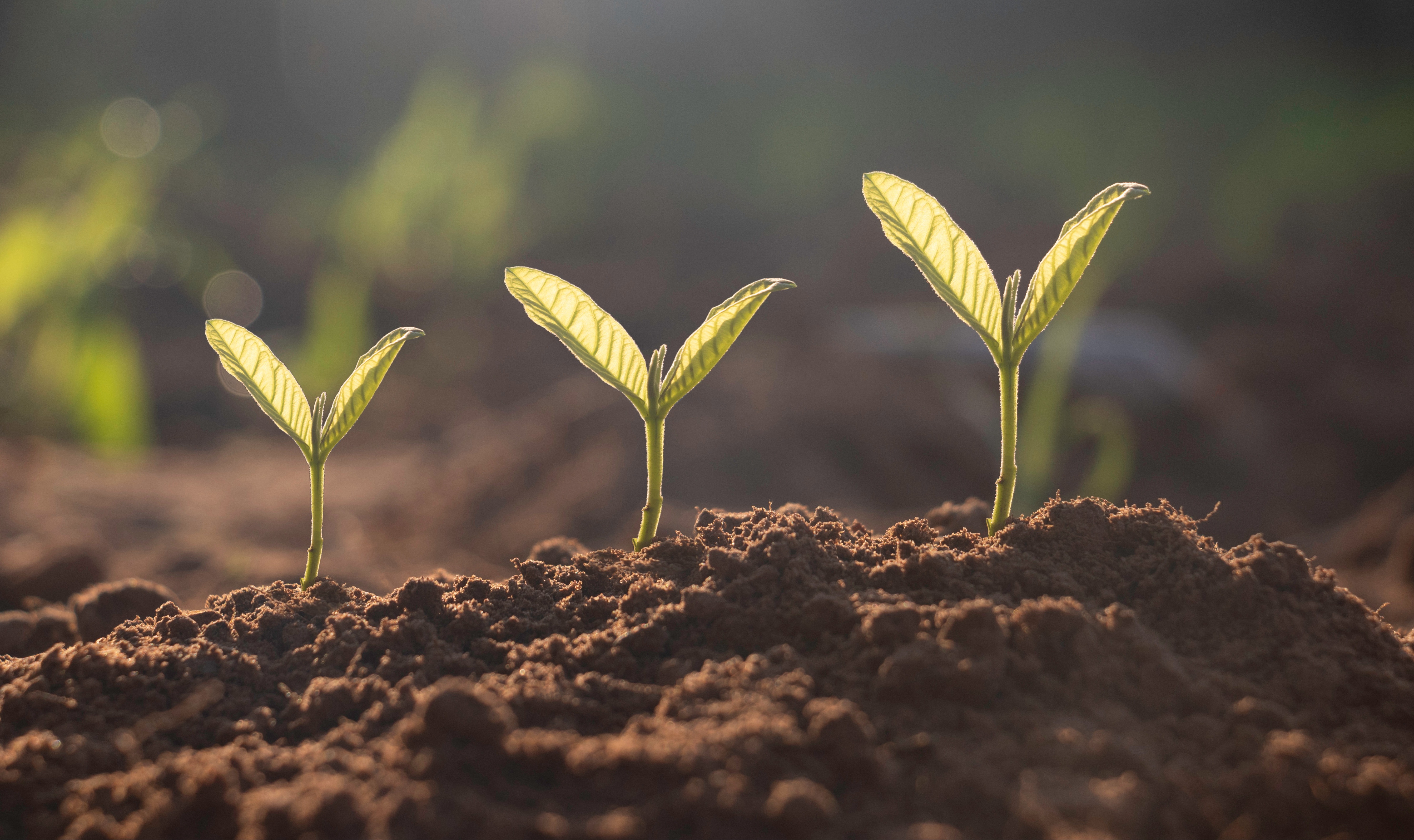 Planting Container Facilitating the Storing and Planting of Seeds, Bulbs or Tubers in Difficult Conditions