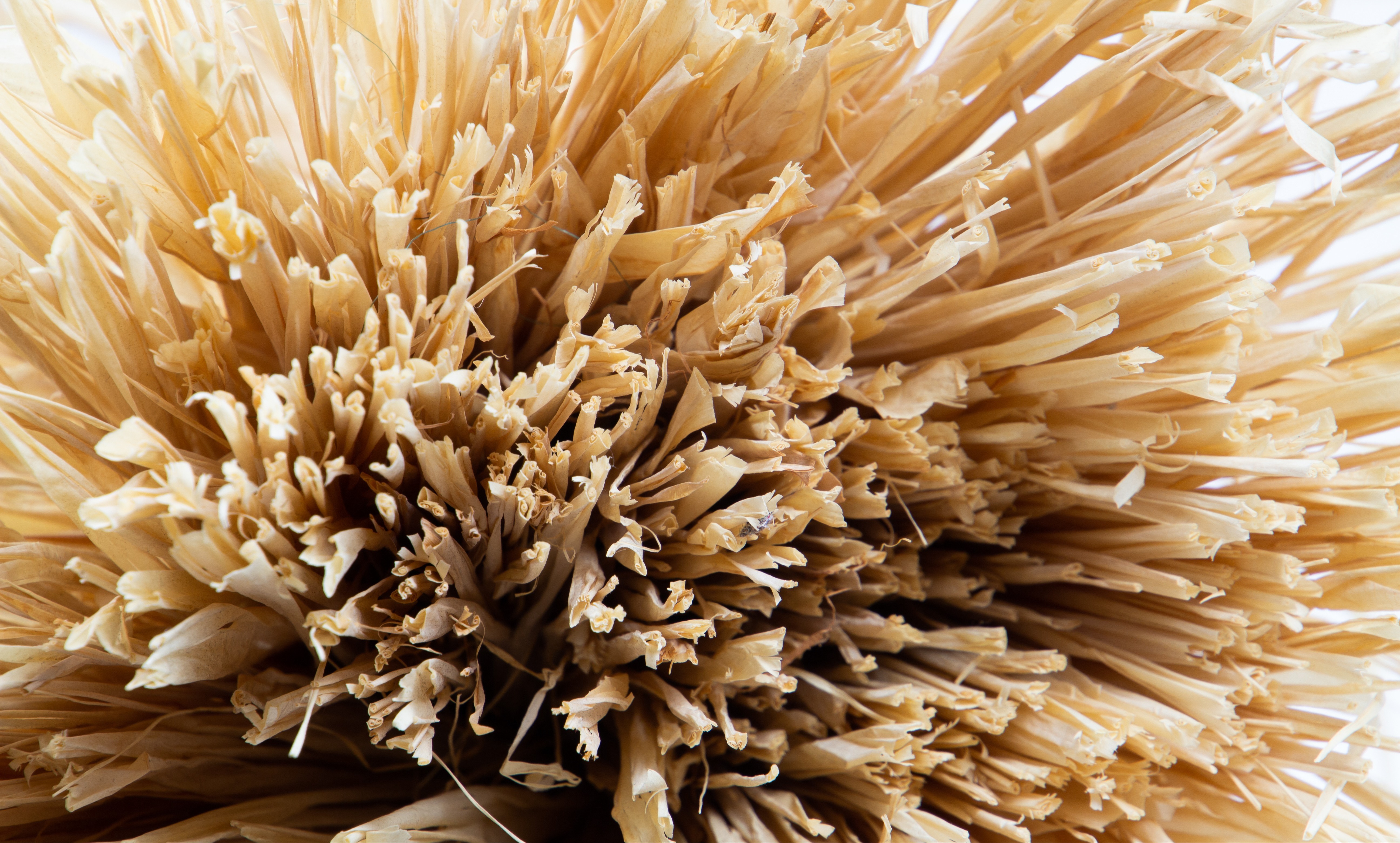 Method to Increase Plant Bast Fibres’ Hydrophobicity using Fungal Surface-active Proteins